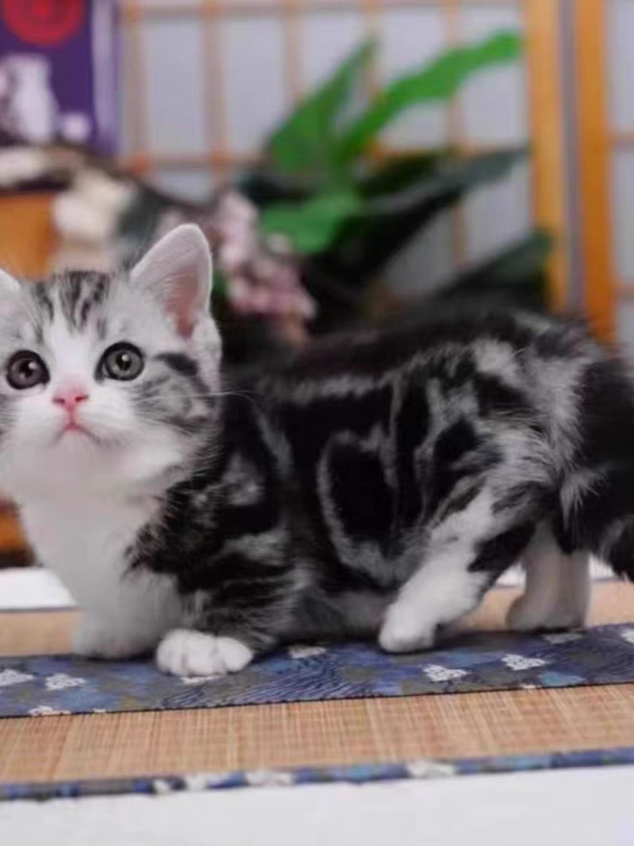 猫舍直销批发价格出售曼基康矮脚猫